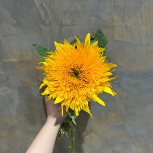 Teddy Sunflower
