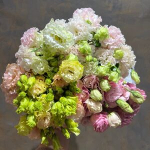 Eustoma