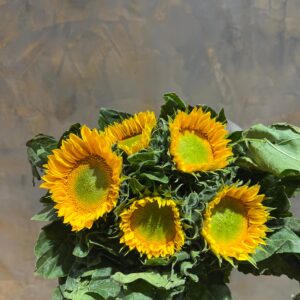Green Sunflower
