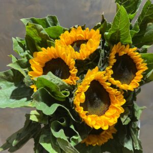 Black Sunflower