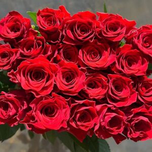 FuSu-Chinese Rose