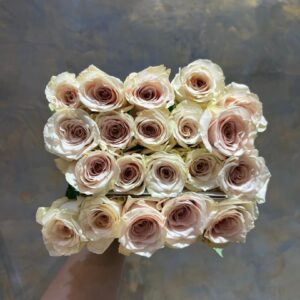 Quicksand Pink Rose