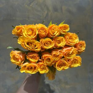 Rosa Brilliant